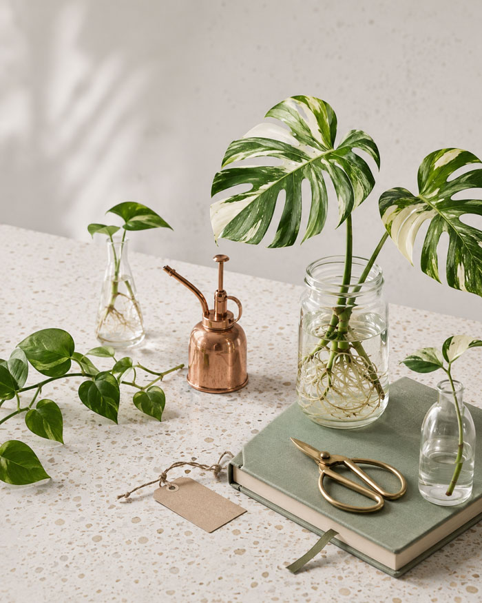 Montaje de propagación de plantas con esquejes, recipientes y herramientas botánicas